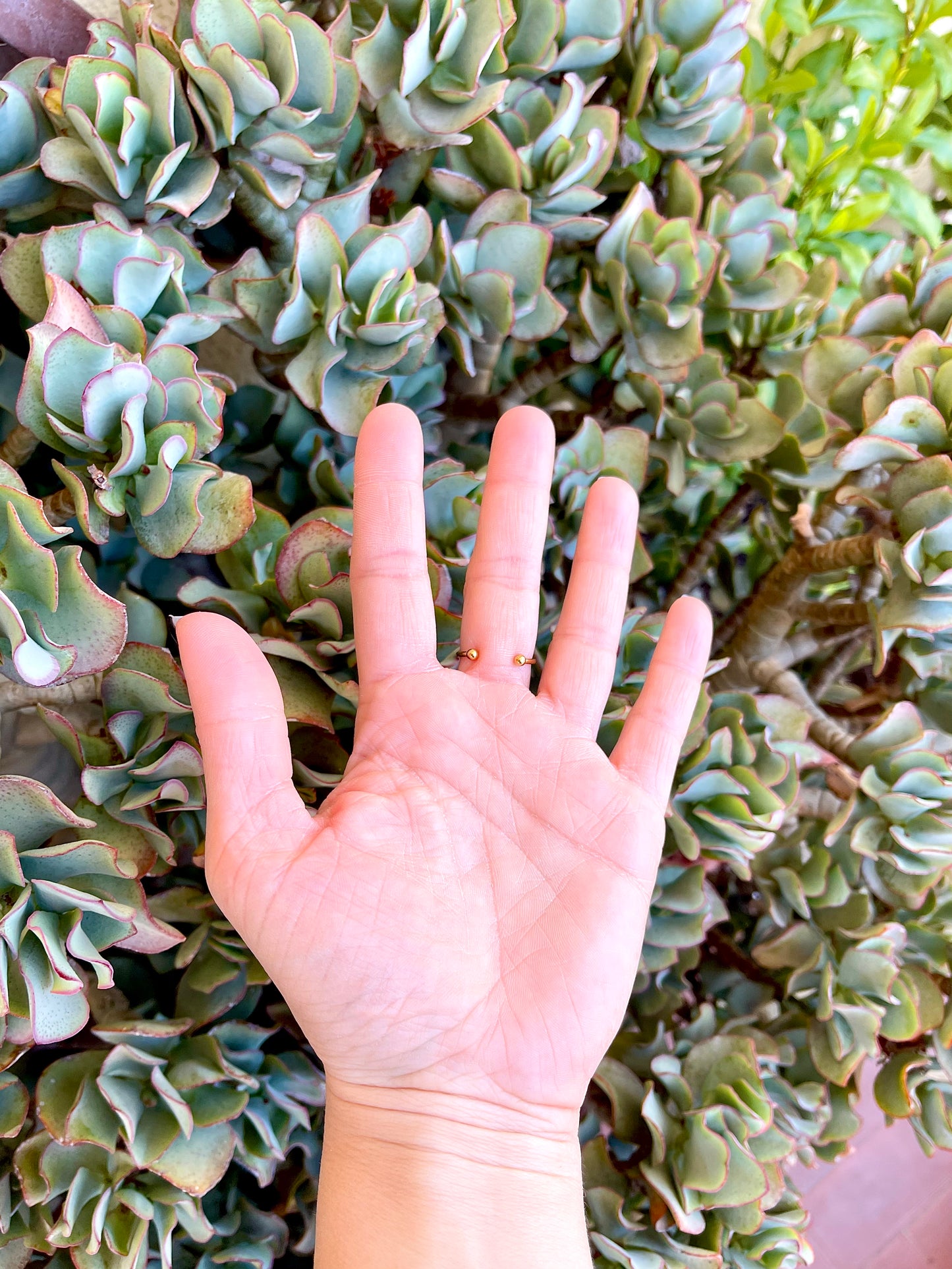 πΏπ ππππ‘πππππ πΌ