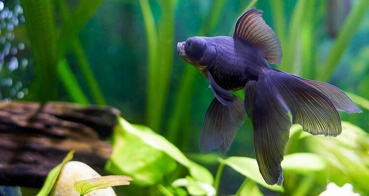 πΆππππππ πππ ππ: π΅ππππ ππππ